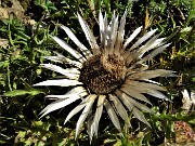 04 Carlina acaulis (Carlina bianca) incontrata sul percorso